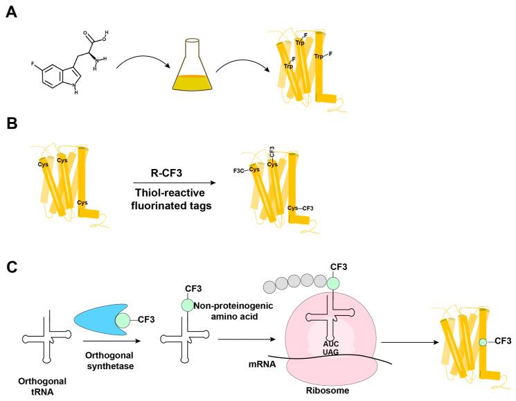 https://cdn.ncbi.nlm.nih.gov/pmc/blobs/b1d9/9101874/5579ff3eca92/molecules-27-02658-g003.jpg