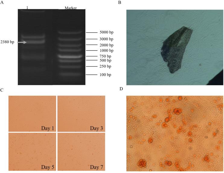 https://cdn.ncbi.nlm.nih.gov/pmc/blobs/b1de/12173071/b3dc87229ff1/gr1.jpg