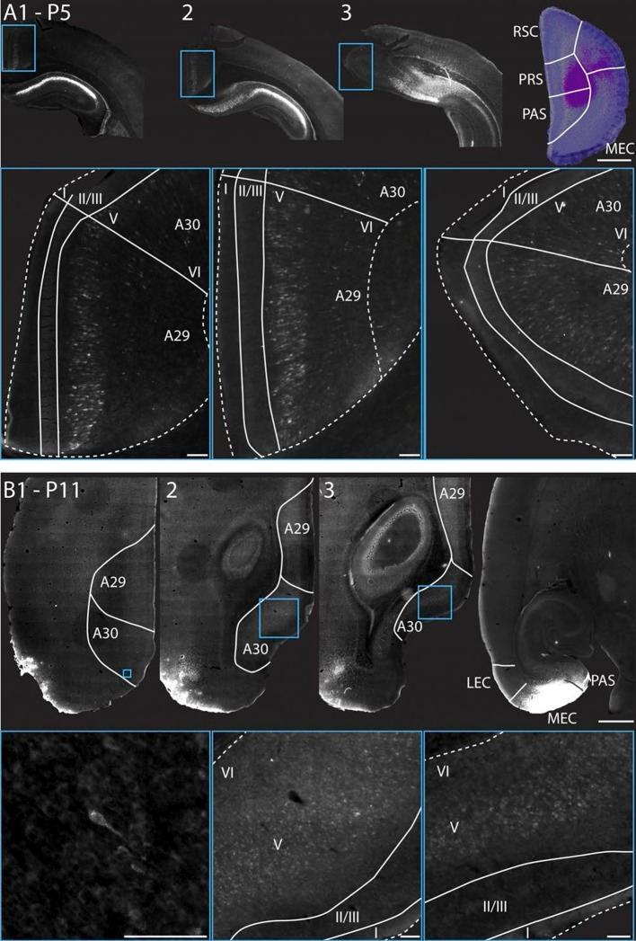 https://cdn.ncbi.nlm.nih.gov/pmc/blobs/b1de/4859804/75bc617e3844/elife-13925-fig9.jpg