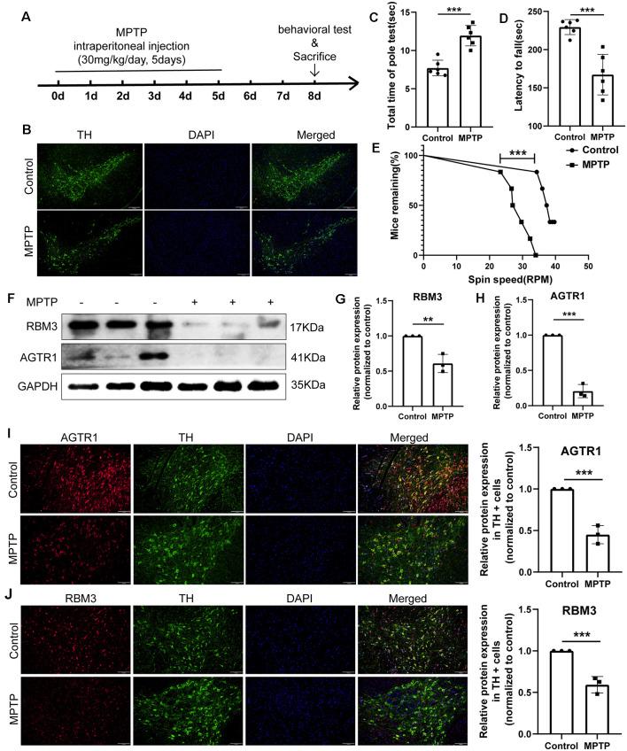 https://cdn.ncbi.nlm.nih.gov/pmc/blobs/b1e1/7899990/f5fc27781cfa/fnagi-13-605970-g0010.jpg