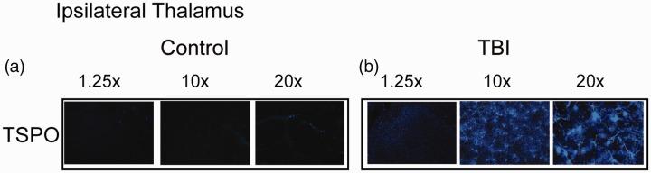 https://cdn.ncbi.nlm.nih.gov/pmc/blobs/b1e3/7066592/554c1804077d/10.1177_1759091420911770-fig5.jpg