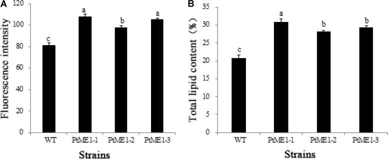 https://cdn.ncbi.nlm.nih.gov/pmc/blobs/b1e7/6018094/2f52dfabe7fc/fpls-09-00826-g004.jpg