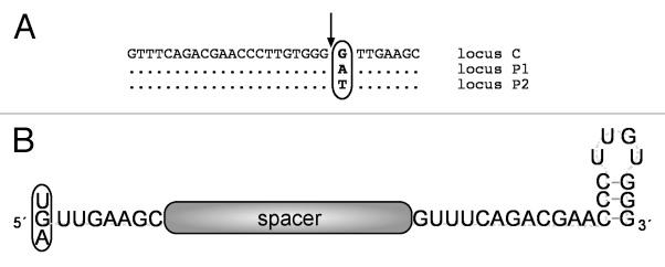 https://cdn.ncbi.nlm.nih.gov/pmc/blobs/b1e9/3737343/188019a3fe5d/rna-10-865-g1.jpg