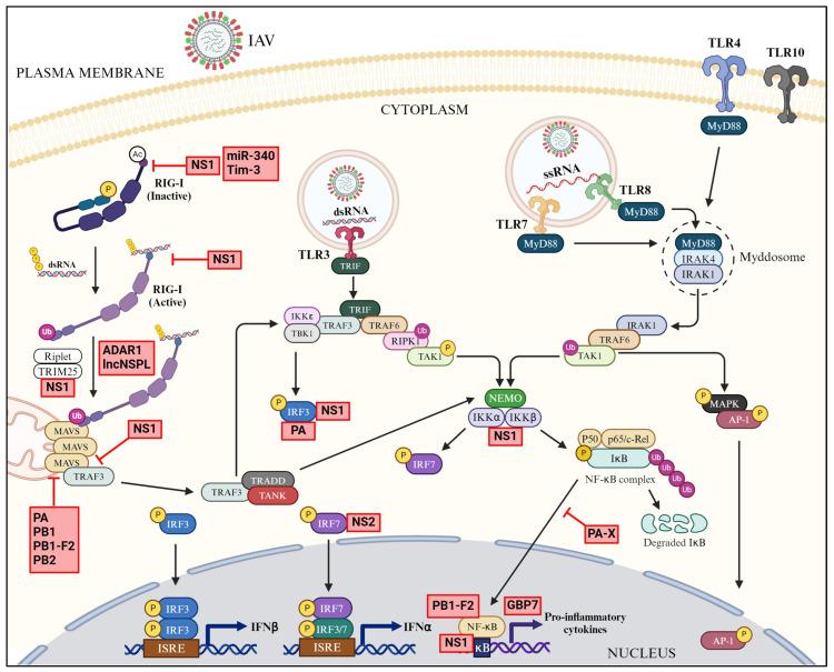 https://cdn.ncbi.nlm.nih.gov/pmc/blobs/b1ec/11280125/0e185329af5c/pathogens-13-00561-g005.jpg