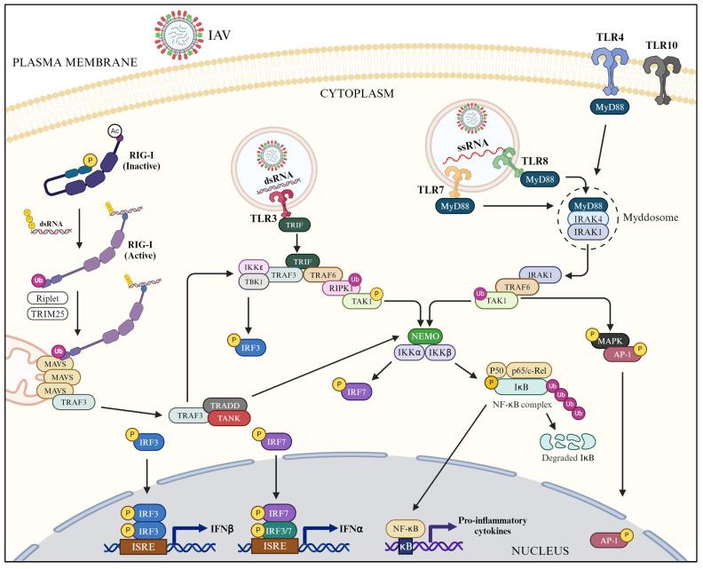 https://cdn.ncbi.nlm.nih.gov/pmc/blobs/b1ec/11280125/c19904e49436/pathogens-13-00561-g002.jpg