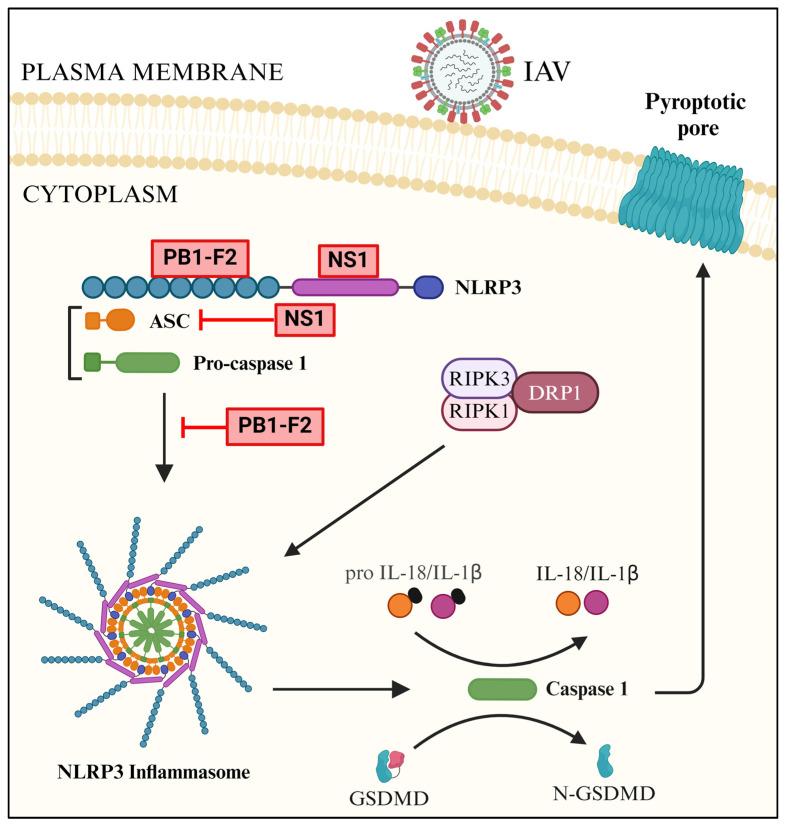 https://cdn.ncbi.nlm.nih.gov/pmc/blobs/b1ec/11280125/cf4016edb26a/pathogens-13-00561-g006.jpg