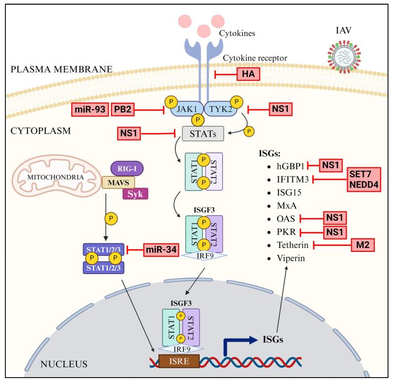https://cdn.ncbi.nlm.nih.gov/pmc/blobs/b1ec/11280125/fc4e4fafb883/pathogens-13-00561-g007.jpg