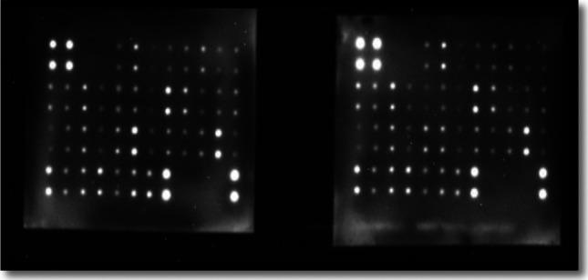 https://cdn.ncbi.nlm.nih.gov/pmc/blobs/b1ef/10185645/a9165c854a77/210_2023_2385_Fig4_HTML.jpg