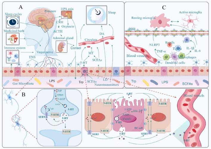 https://cdn.ncbi.nlm.nih.gov/pmc/blobs/b1ef/12088967/d527168103a3/fphar-16-1572007-g001.jpg
