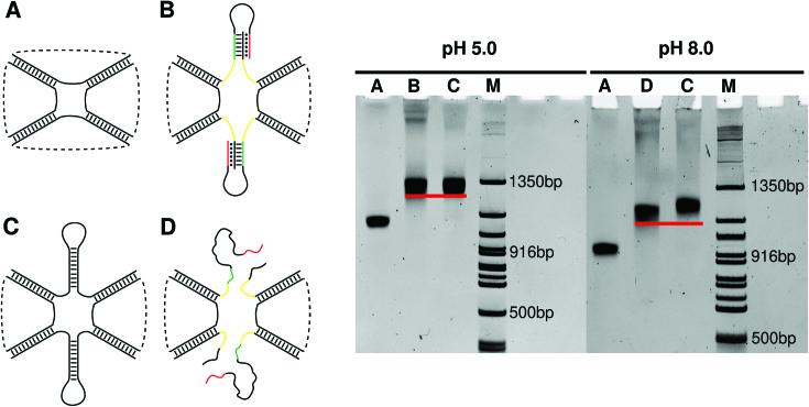 https://cdn.ncbi.nlm.nih.gov/pmc/blobs/b1f2/6212788/12eec09a1c84/gky857fig5.jpg