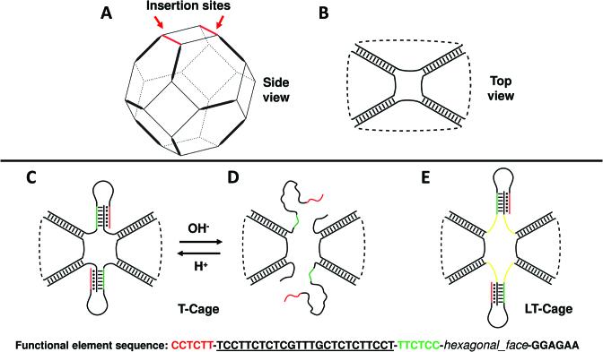 https://cdn.ncbi.nlm.nih.gov/pmc/blobs/b1f2/6212788/3a19cf6fa526/gky857fig1.jpg