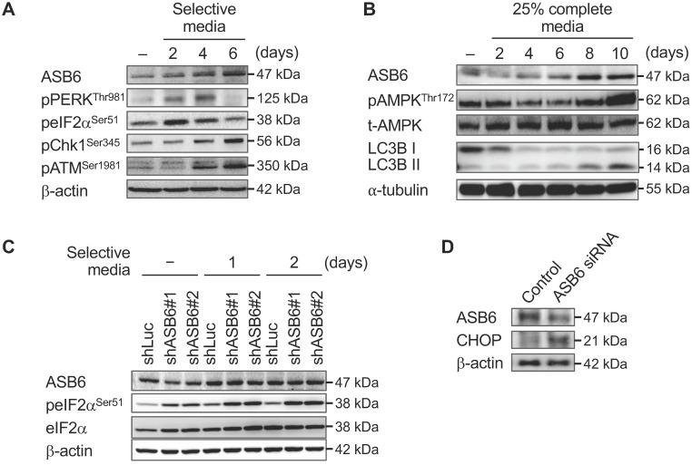 https://cdn.ncbi.nlm.nih.gov/pmc/blobs/b1f2/6535794/65af1a66390a/ijbsv15p1080g007.jpg