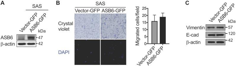 https://cdn.ncbi.nlm.nih.gov/pmc/blobs/b1f2/6535794/7aa43fc25c99/ijbsv15p1080g005.jpg