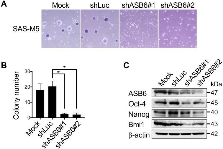 https://cdn.ncbi.nlm.nih.gov/pmc/blobs/b1f2/6535794/d88409c91b45/ijbsv15p1080g002.jpg