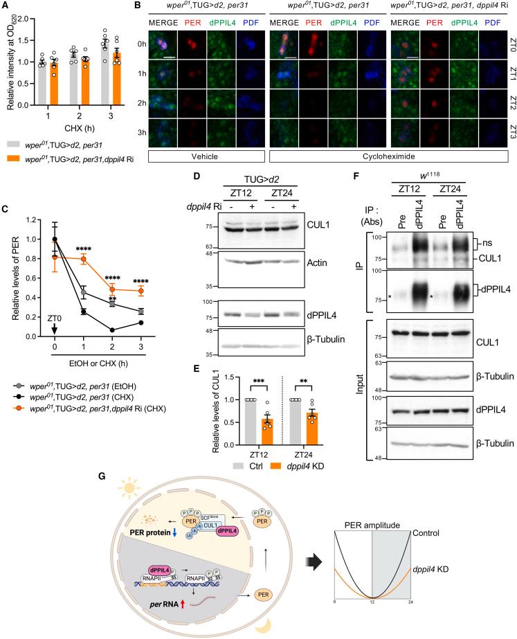 https://cdn.ncbi.nlm.nih.gov/pmc/blobs/b1f3/12084006/5bc966deca38/gr6.jpg