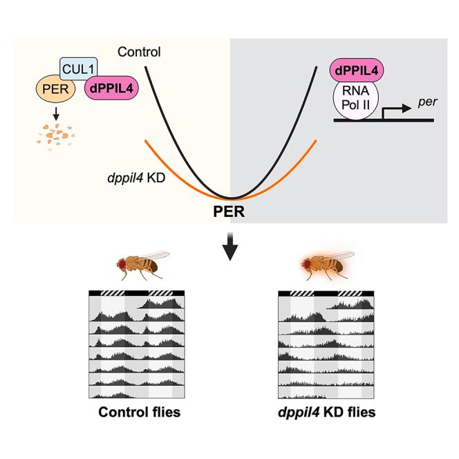 https://cdn.ncbi.nlm.nih.gov/pmc/blobs/b1f3/12084006/9744468e604b/fx1.jpg
