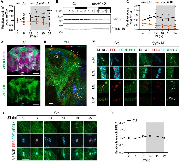 https://cdn.ncbi.nlm.nih.gov/pmc/blobs/b1f3/12084006/fcc0d1e22803/gr2.jpg