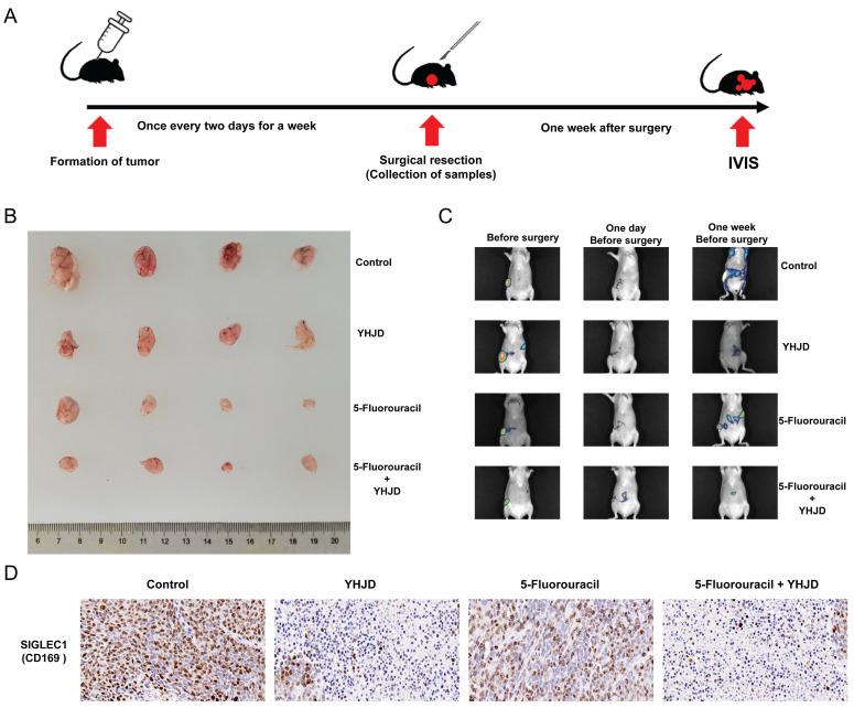 https://cdn.ncbi.nlm.nih.gov/pmc/blobs/b1f7/11660119/416bf3919616/jcav16p0351g008.jpg