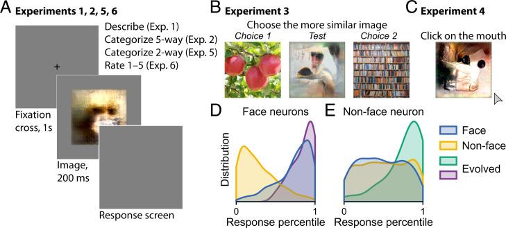https://cdn.ncbi.nlm.nih.gov/pmc/blobs/b1f9/9169805/3af360478b61/pnas.2118705119fig01.jpg