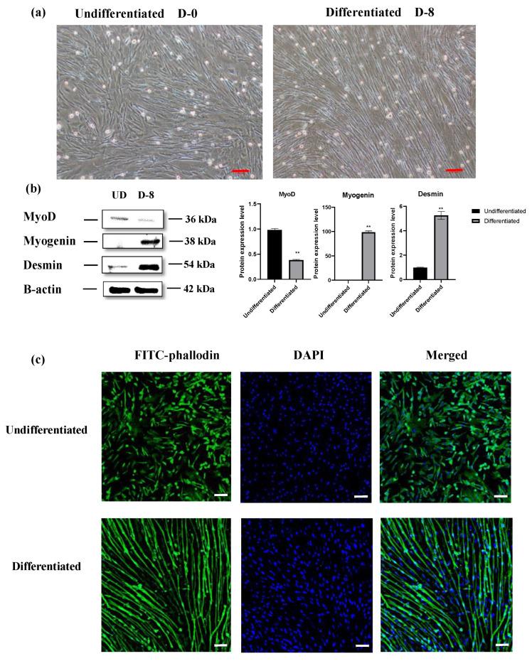 https://cdn.ncbi.nlm.nih.gov/pmc/blobs/b1ff/10527956/34738e5add1b/cells-12-02325-g006.jpg