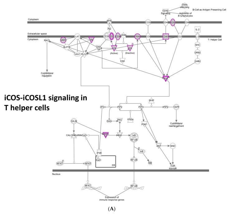 https://cdn.ncbi.nlm.nih.gov/pmc/blobs/b203/8197496/c6c497e70ebd/cancers-13-02586-g003a.jpg