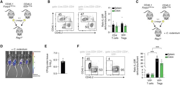 https://cdn.ncbi.nlm.nih.gov/pmc/blobs/b205/10432575/14597036107e/nihms-1880953-f0004.jpg