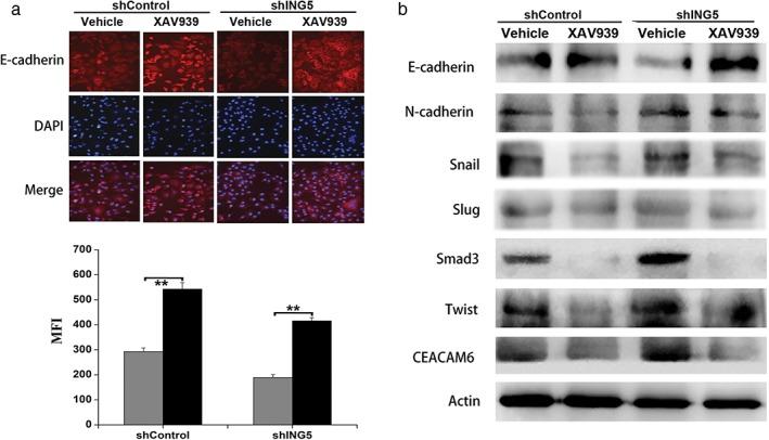 https://cdn.ncbi.nlm.nih.gov/pmc/blobs/b209/6449261/0bb9f9480937/TCA-10-848-g003.jpg