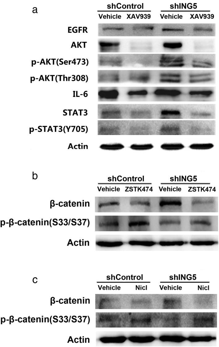 https://cdn.ncbi.nlm.nih.gov/pmc/blobs/b209/6449261/3db635362a5b/TCA-10-848-g004.jpg