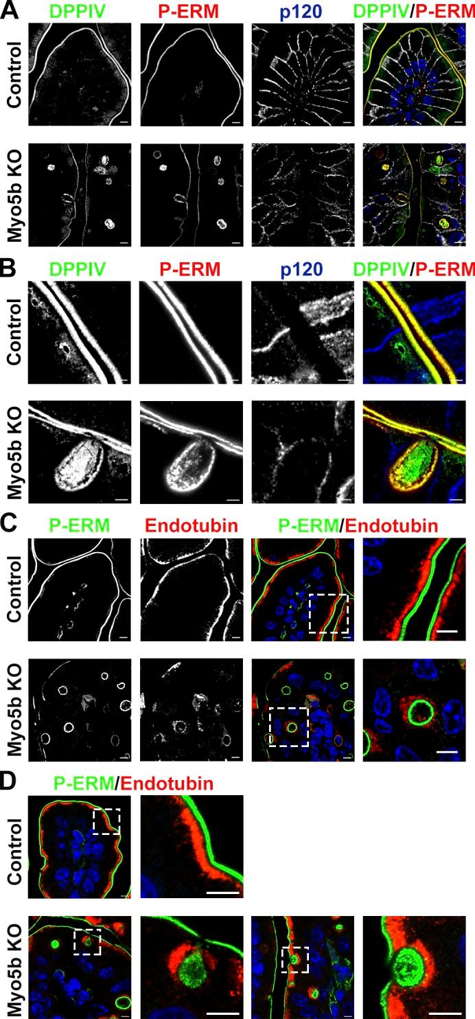 https://cdn.ncbi.nlm.nih.gov/pmc/blobs/b20a/6829668/19843593abb1/JCB_201902063_Fig1.jpg