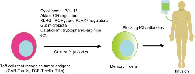 https://cdn.ncbi.nlm.nih.gov/pmc/blobs/b215/7381543/7ce1e01cfa68/13238_2020_707_Fig3_HTML.jpg