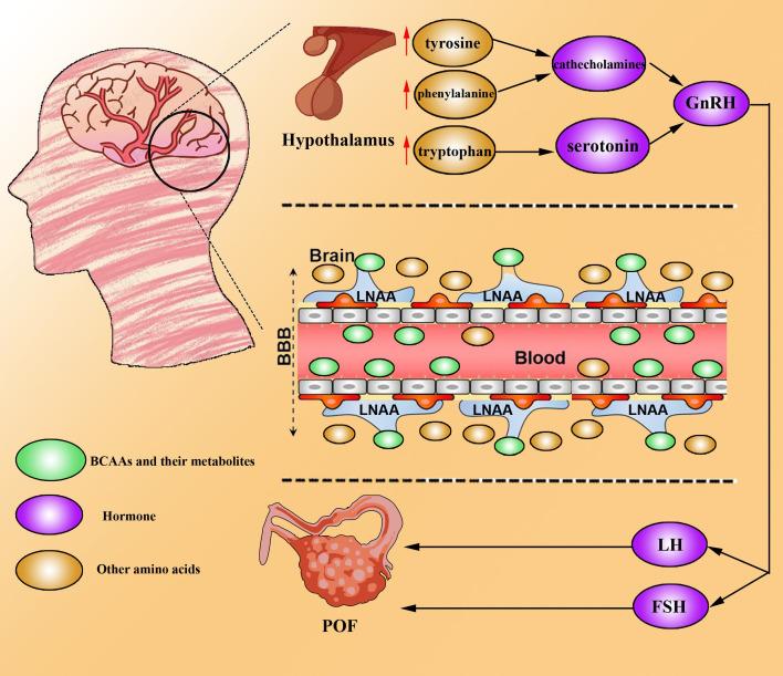 https://cdn.ncbi.nlm.nih.gov/pmc/blobs/b216/12270879/15ce71a56aaf/fendo-16-1579477-g003.jpg