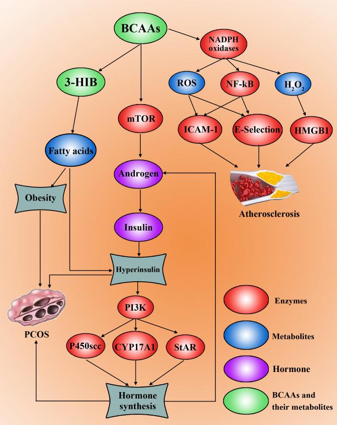https://cdn.ncbi.nlm.nih.gov/pmc/blobs/b216/12270879/cdb6f036bf93/fendo-16-1579477-g002.jpg