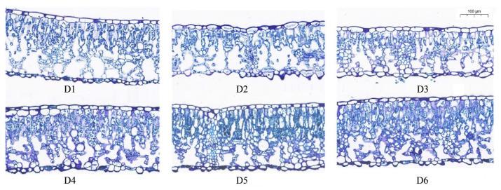 https://cdn.ncbi.nlm.nih.gov/pmc/blobs/b218/10892427/e5fa16290670/plants-13-00508-g001.jpg