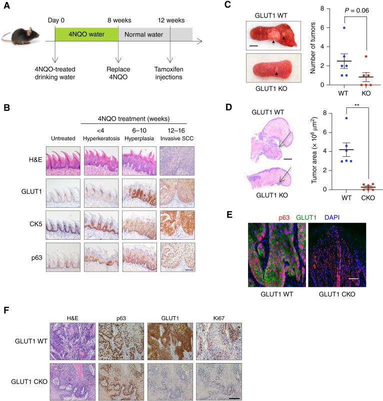 https://cdn.ncbi.nlm.nih.gov/pmc/blobs/b218/12141995/a8e4d94bf6a3/crc-23-0506_f2.jpg