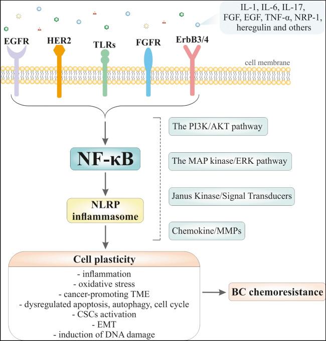 https://cdn.ncbi.nlm.nih.gov/pmc/blobs/b220/11016017/cbbd7477ea38/10555_2023_10134_Fig1_HTML.jpg