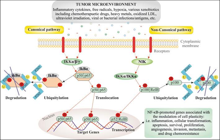 https://cdn.ncbi.nlm.nih.gov/pmc/blobs/b220/11016017/f0ec5ed9eb2a/10555_2023_10134_Fig2_HTML.jpg