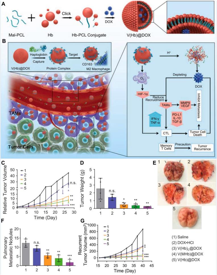 https://cdn.ncbi.nlm.nih.gov/pmc/blobs/b226/11683242/07949d75bfcc/gr5.jpg