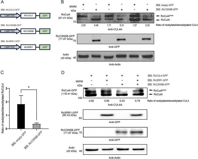 https://cdn.ncbi.nlm.nih.gov/pmc/blobs/b227/11979331/bfe6c069c503/uhaf025f4.jpg