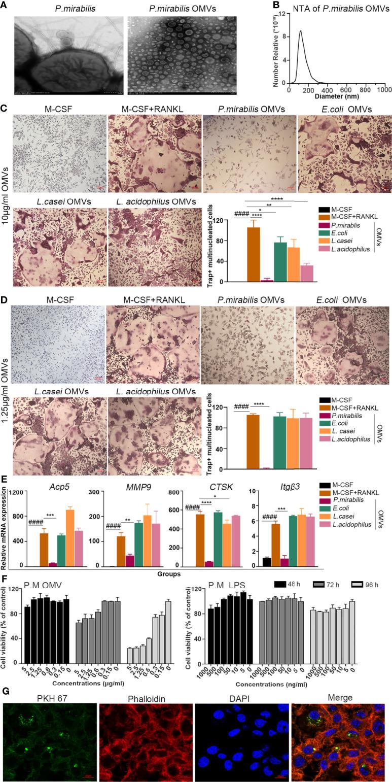 https://cdn.ncbi.nlm.nih.gov/pmc/blobs/b227/8885728/d229c12cfd97/fimmu-13-833040-g001.jpg