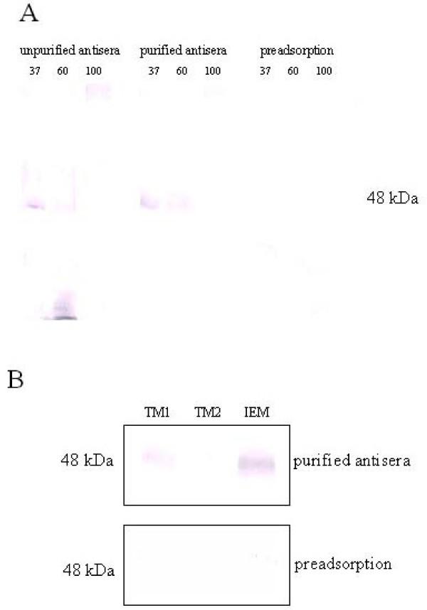https://cdn.ncbi.nlm.nih.gov/pmc/blobs/b228/2600650/4425f678696f/1471-2148-8-304-1.jpg