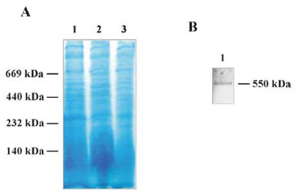 https://cdn.ncbi.nlm.nih.gov/pmc/blobs/b228/2600650/7db6a00bcd88/1471-2148-8-304-4.jpg