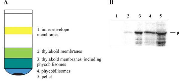 https://cdn.ncbi.nlm.nih.gov/pmc/blobs/b228/2600650/bdf72783fee1/1471-2148-8-304-3.jpg