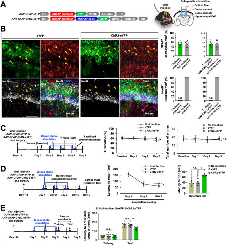 https://cdn.ncbi.nlm.nih.gov/pmc/blobs/b229/11239238/b9adf42f2c62/pbio.3002687.g001.jpg