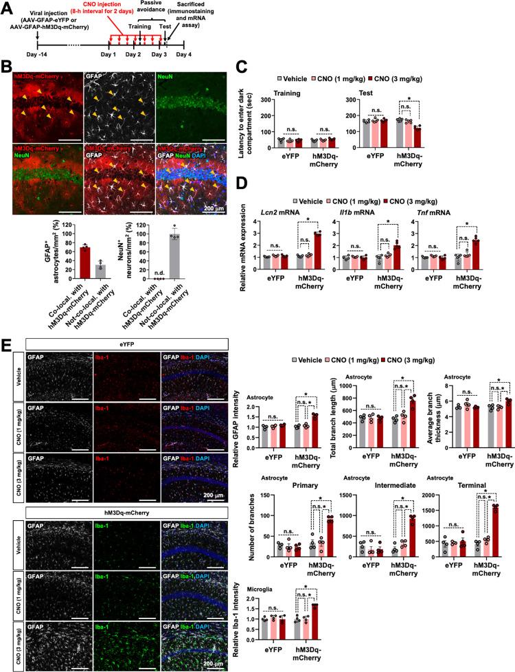 https://cdn.ncbi.nlm.nih.gov/pmc/blobs/b229/11239238/c99dcc3e89a5/pbio.3002687.g007.jpg