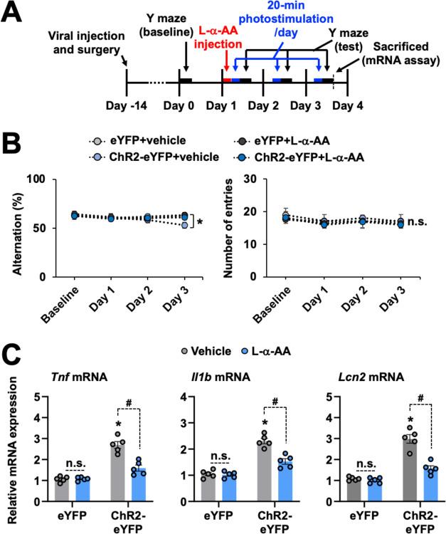 https://cdn.ncbi.nlm.nih.gov/pmc/blobs/b229/11239238/d42e1764c475/pbio.3002687.g009.jpg