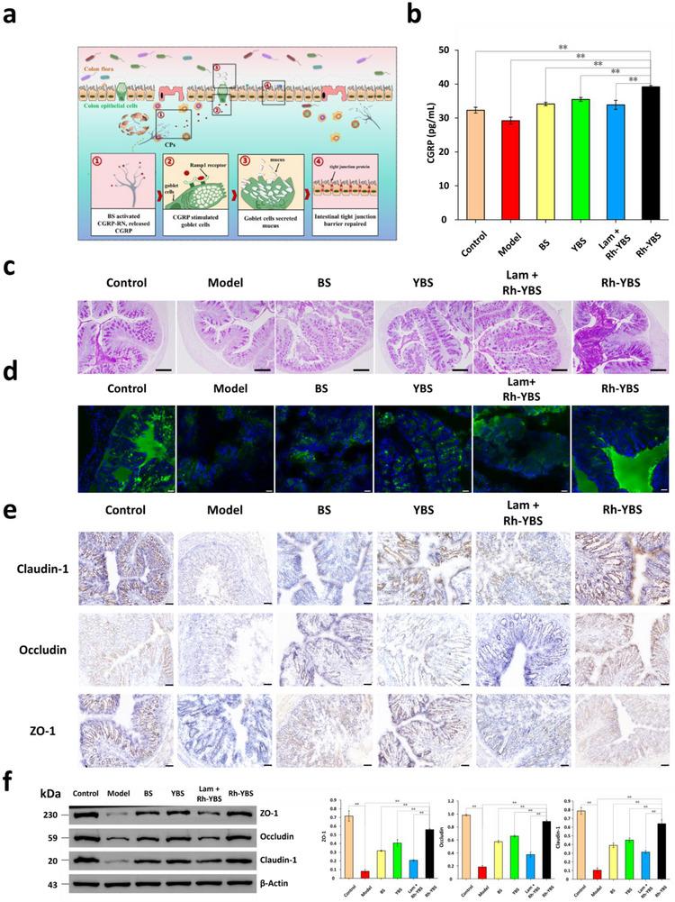 https://cdn.ncbi.nlm.nih.gov/pmc/blobs/b229/12376669/2919e97bca1b/ADVS-12-2409711-g005.jpg