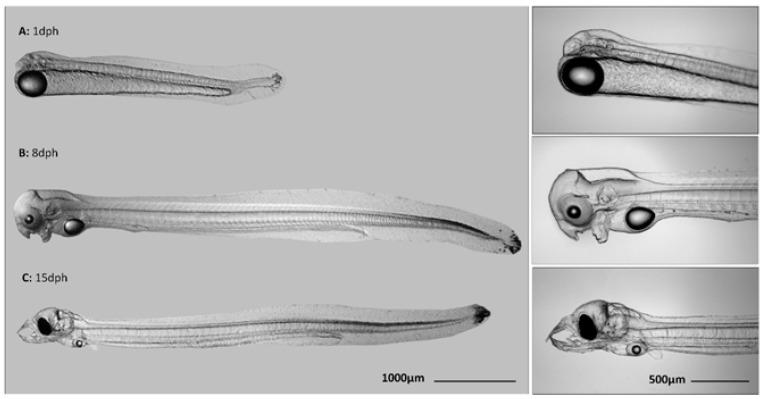 https://cdn.ncbi.nlm.nih.gov/pmc/blobs/b22f/8227761/8bd2ec94a5cb/animals-11-01710-g001.jpg