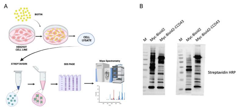 https://cdn.ncbi.nlm.nih.gov/pmc/blobs/b236/12266347/8cc5d80d35c7/tjb-49-03-273f2.jpg