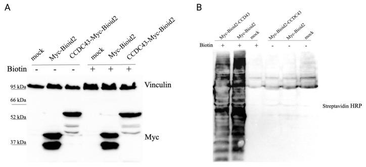 https://cdn.ncbi.nlm.nih.gov/pmc/blobs/b236/12266347/f5761ede1dd2/tjb-49-03-273f1.jpg