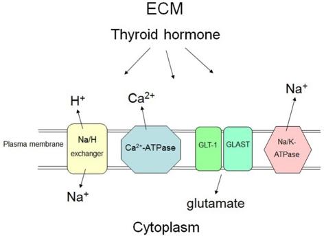 https://cdn.ncbi.nlm.nih.gov/pmc/blobs/b236/3193027/fdfc2ca4f5f6/fnmol-04-00029-g001.jpg